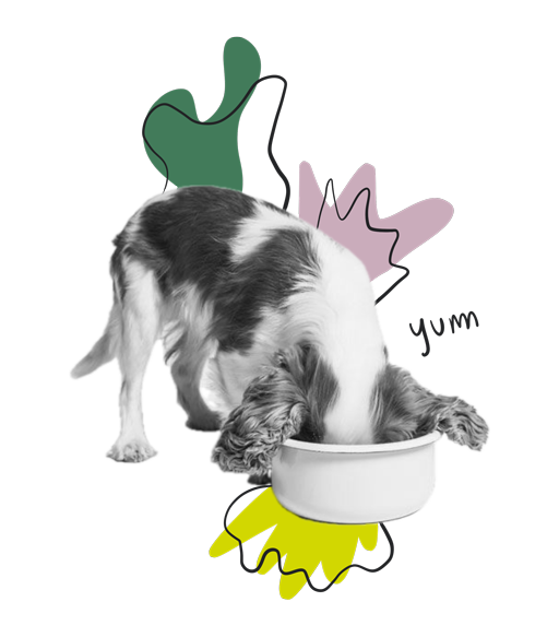 Servicii pentru animale